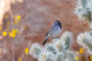 Black-Throated Sparrow – Dec, 2022