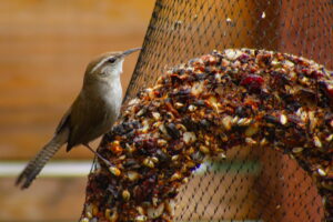 Bewick’s Wren – March, 2023