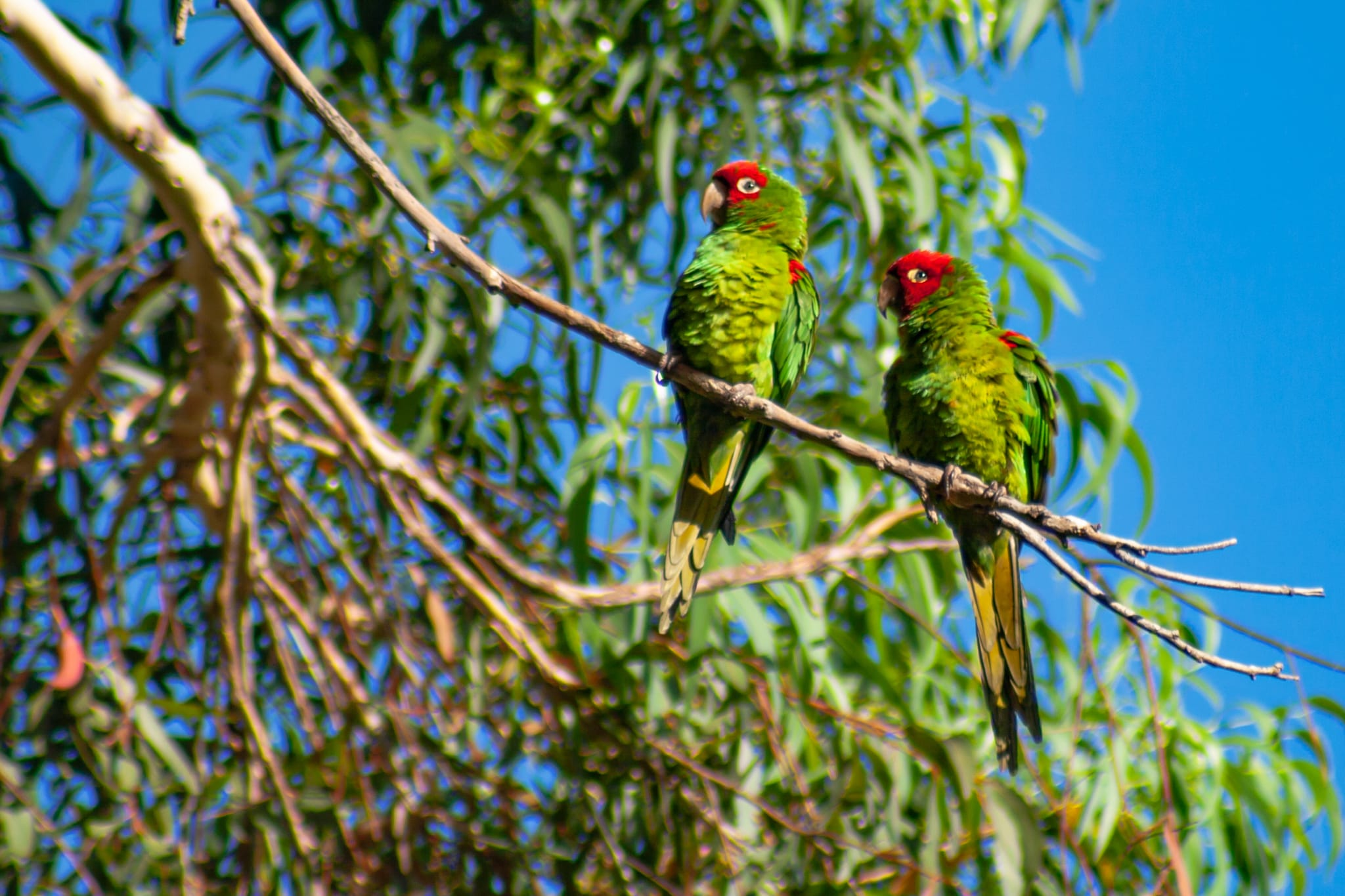 Red-Masked Parakeet – August, 2008