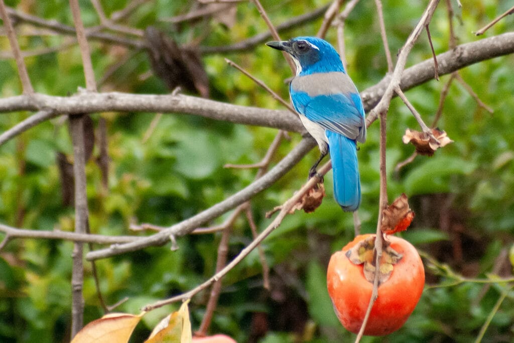California Scrub Jay – November, 2008