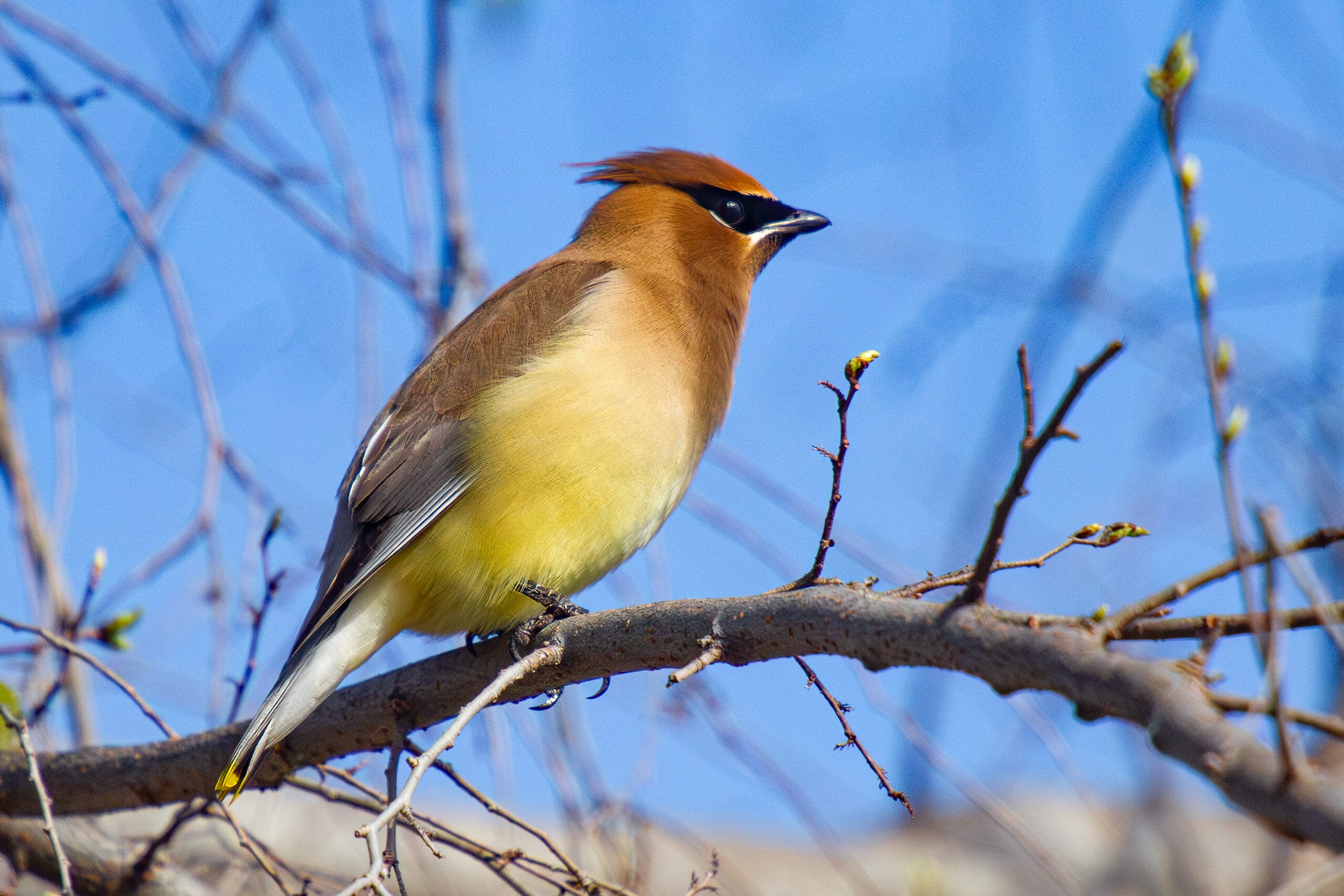 Cedar Waxwing