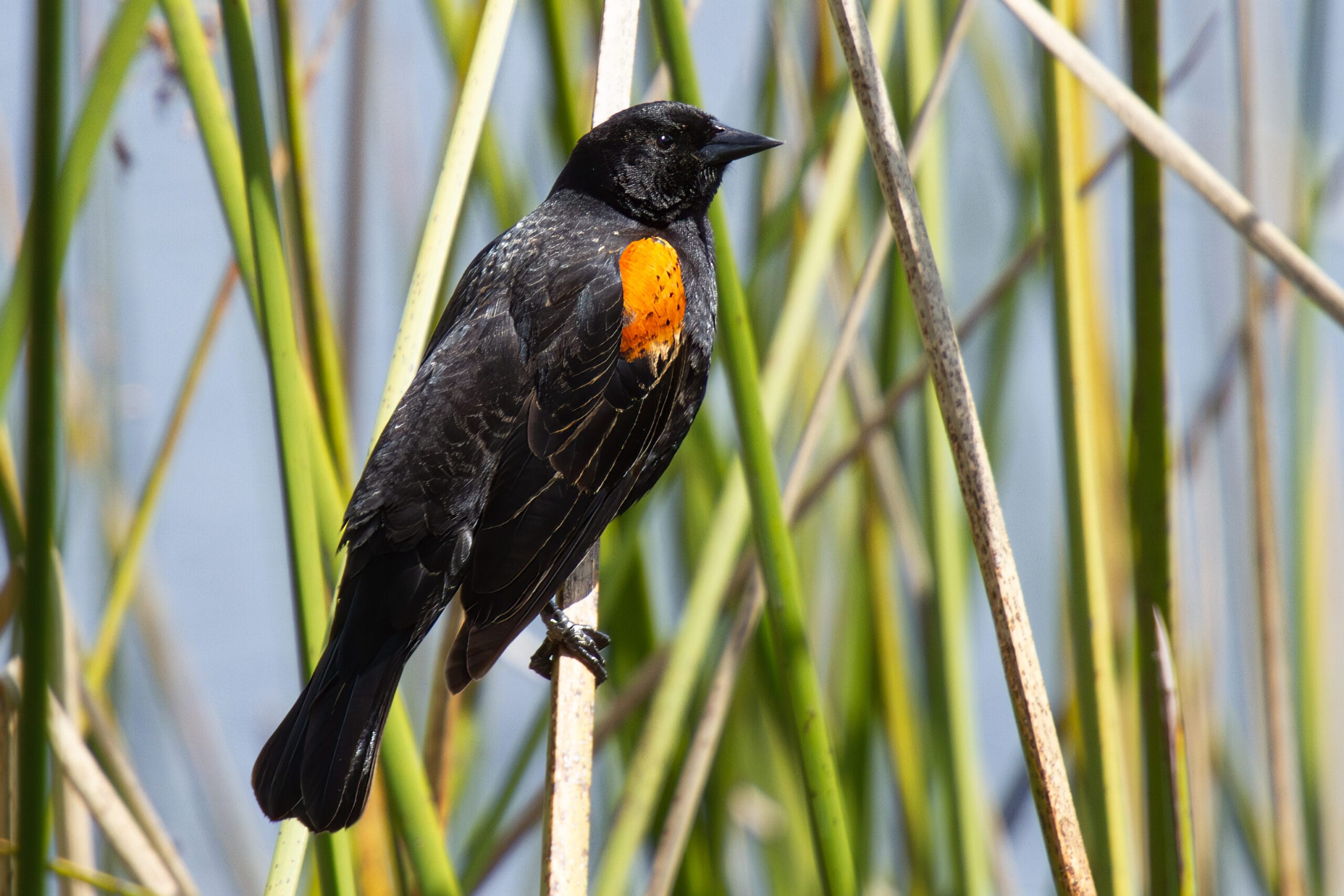 Red-Winged Blackbird